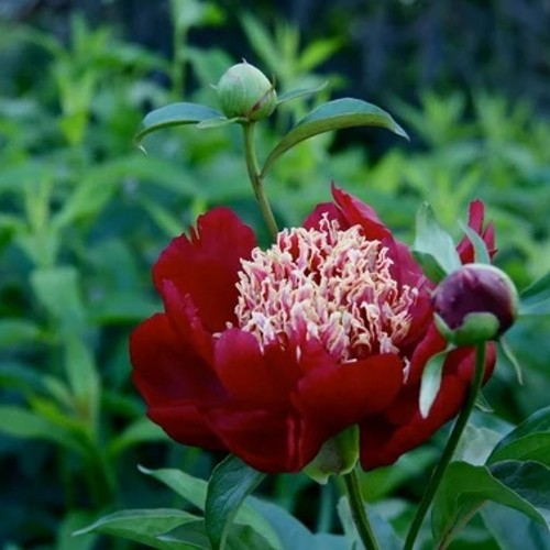 Paeonia lactiflora 'Nippon Beauty' - Valgeõieline pojeng 'Nippon Beauty'